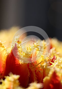 The macro shot of fluffy yellow-red tulip petals