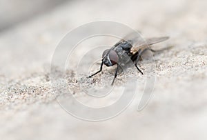 Macro shot of a Fly