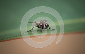 Macro shot of a Fly