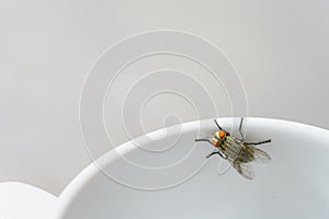 Macro shot of a fly