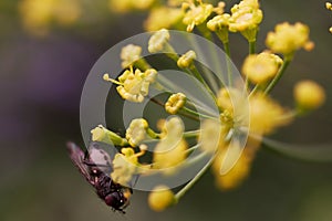 Macro shot of a fly on a beautiful yellow dill flower in a garden