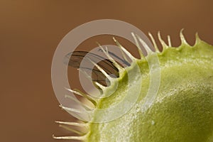 Macro shot of fly caught by venus fly trap