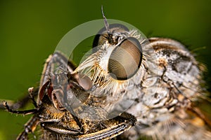 Macro shot of a fly with compound eyes open