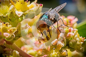Macro shot of a fly on a flower