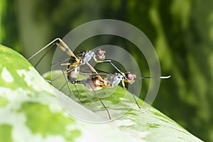 A macro shot of fly, insects mating