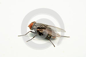 A macro shot of fly isolated on white background