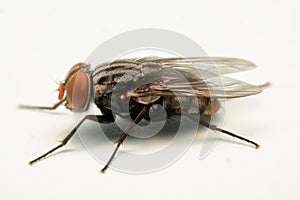 A macro shot of fly isolated on white background