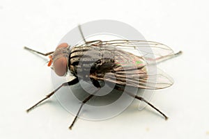 A macro shot of fly isolated on white background