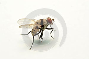 A macro shot of fly isolated on white background