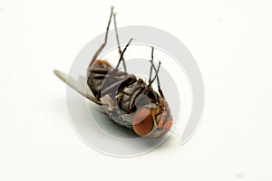 A macro shot of fly isolated on white background