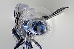 Macro shot of a fly isolated on a white background