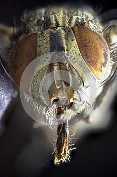 A macro shot of fly . Live housefly .Insect close-up. macro sharp and detailed fly compound eye surface .made with the