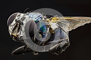 A macro shot of fly . Live housefly .Insect close-up. macro sharp and detailed fly compound eye surface. made with the