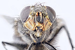 A macro shot of fly . Live housefly .Insect close-up. macro sharp and detailed fly compound eye surface. made with the