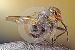 A macro shot of fly . Live housefly .Insect close-up. macro sharp and detailed fly compound eye surface. made with the