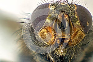 A macro shot of fly . Live housefly .Insect close-up. macro sharp and detailed fly compound eye surface. made with the