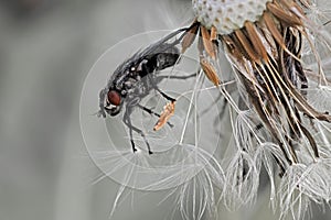 Macro shot of a fly perching on a dandelion