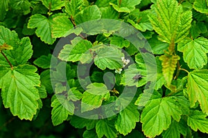 A macro shot of a fly sitting on a green leaf