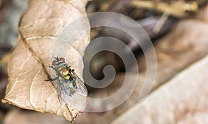 Macro shot of a fly standing on a dry autumn leaf with blurred background
