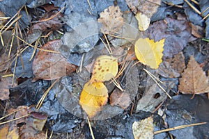 Macro shot of forest fallen leaves after rain in nature