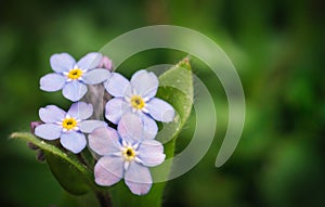 Macro shot of four beautiful purple and blue myosotis flowers with green background