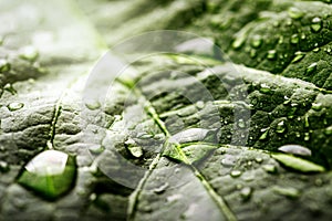 Fresh dew drops on green leaf