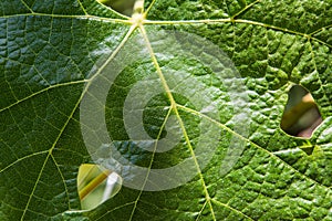 Macro Shot Of Fresh Green Grape Vine Leaf