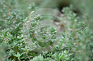 A macro shot of the fresh thyme herbs