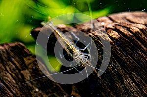 Macro shot of Freshwater Amano shrimp.