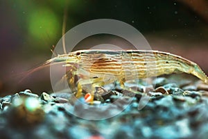 Atyopsis moluccensis