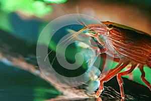 Atyopsis moluccensis