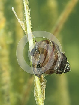 Macro shot of freshwater snail. Underwater photo,  Hancza lake, Poland. Selective focus