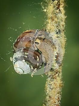 Macro shot of freshwater snail. Underwater photo,  Hancza lake, Poland. Selective focus