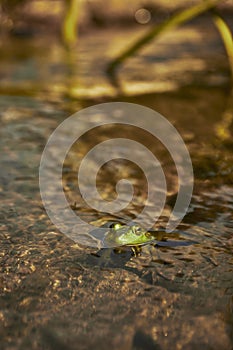 Macro shot of a frog in water