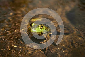 Macro shot of a frog in water