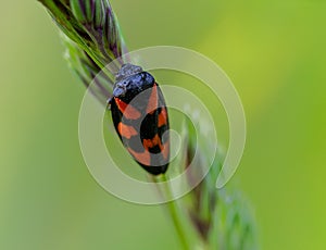 Macro shot of a froghopper on a plant