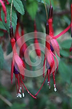 Macro shot of fuchsia