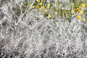 Macro shot of fuzzy mold