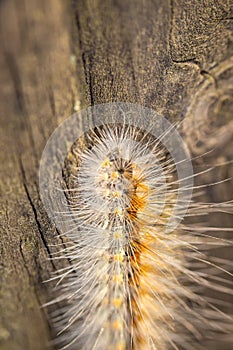 Macro shot of a fuzzy yellow and white caterpillar crawling on a wooden surface