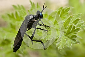 Macro shot gadfly on dandelion