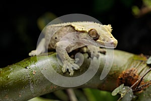 Macro shot of gecko lizard on branch in terrarium