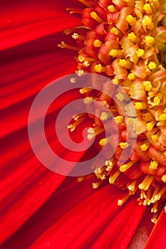 Macro shot of gerbera daisy