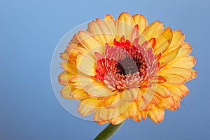 Macro shot of a gerbera daisy