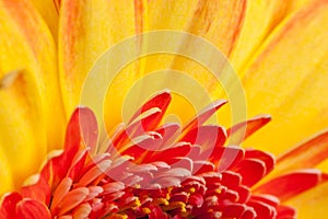 Macro shot of a gerbera daisy