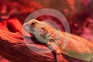 Macro shot of goanna