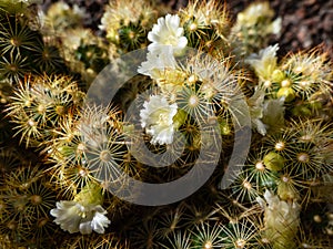 Macro shot of the gold lace cactus or ladyfinger cactus Mammillaria elongata with yellow and brown spines flowering with white