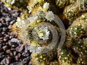 Macro shot of the gold lace cactus or ladyfinger cactus Mammillaria elongata with yellow and brown spines flowering with white