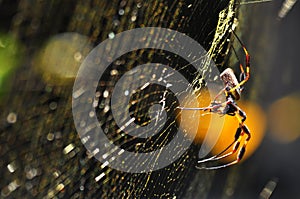 Macro shot of Golden Silk Orb-Weaver Spider