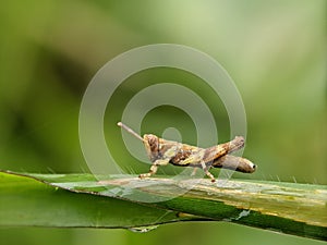 Macro shot of a Gomphocerus sibiricus on a leaf