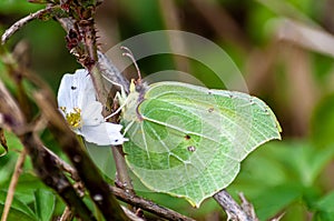 Macro shot of a Gonepteryx Rhamni sitting on a windflower